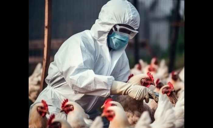 Descartan riesgo a humanos por influenza aviar