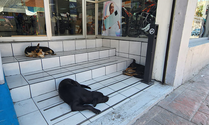 Deambulan 300 mil perros callejeros en Hermosillo; Advierten autoridades
