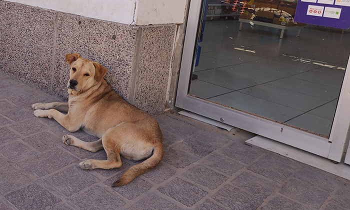 Perros callejeros son víctimas del calor en varios puntos de la ciudad