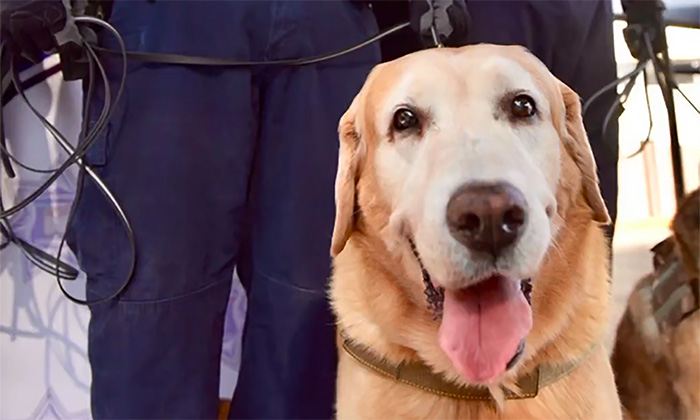Muere Bubu el perro policía recién retirado