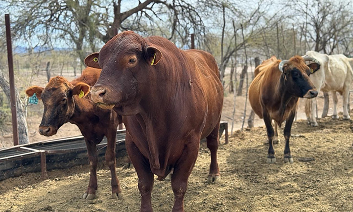 Avanza entrega de alimento para ganado por parte de autoridades estatales