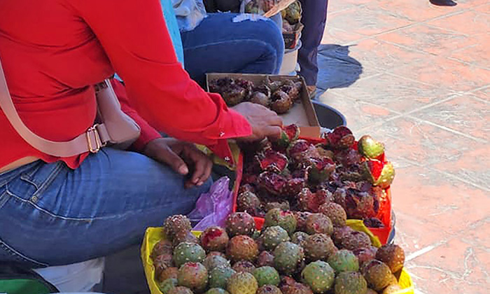 Disfrutan hermosillenses de las pitahayas; Ya se venden en el Centro
