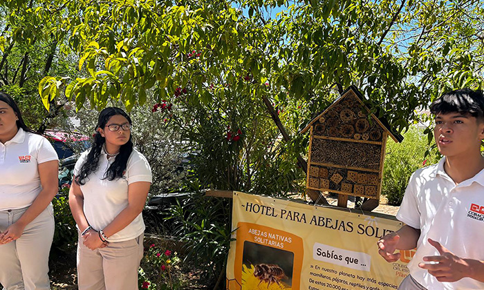 Tiene Cobach hotel para abejas solitarias en Nogales