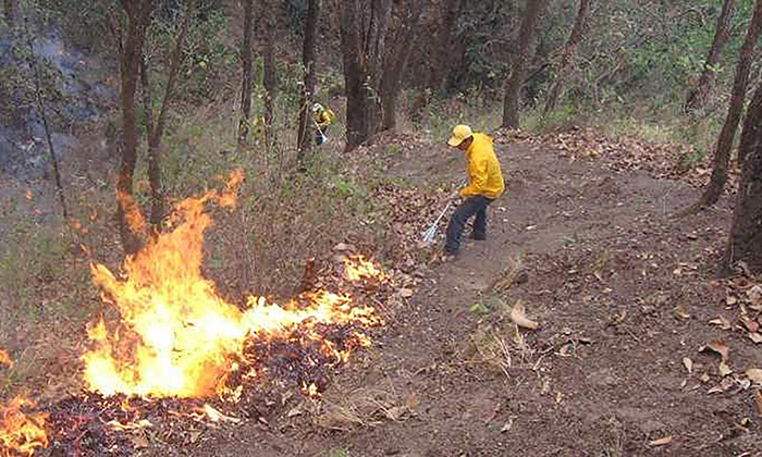 Avanza control de incendio forestal en Yécora en 80 por ciento