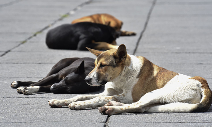 Multan al mes a 60 dueños irresponsables de mascotas