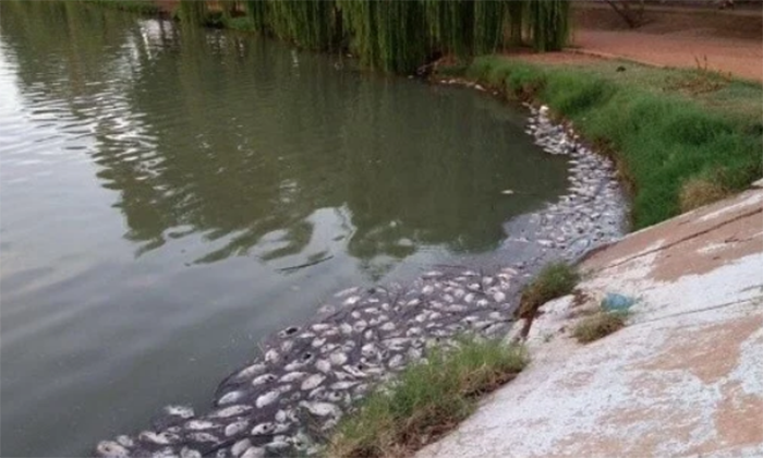 Investigan mortandad de peces en Río Yaqui