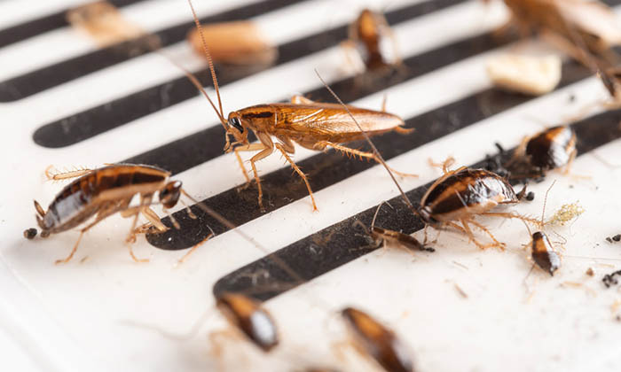 La cucaracha es un riesgo para la salud humana: Investigador de la Unison