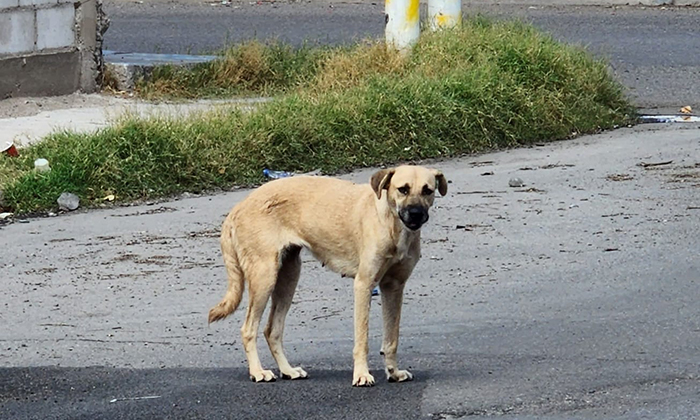 Darán en adopción a más de 50 mascotas