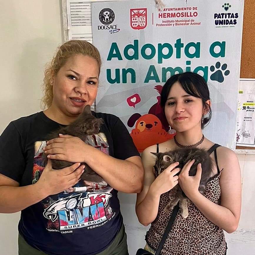 Darán en adopción a más de 50 animales de compañía