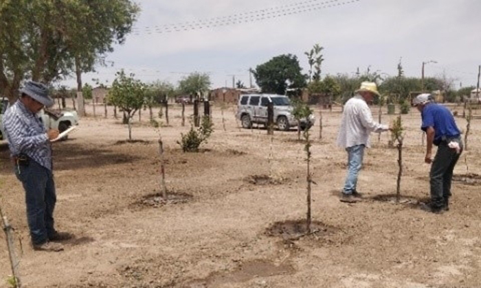 Promueve la creación de huertos familiares en el municipio de frontera