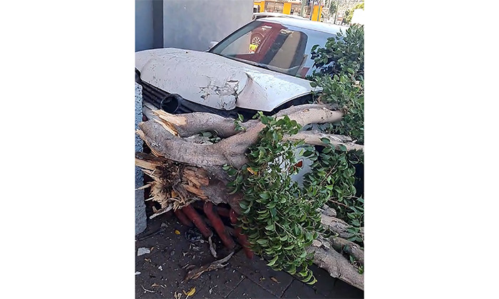 Se impacta auto contra árbol en el Centro de la ciudad