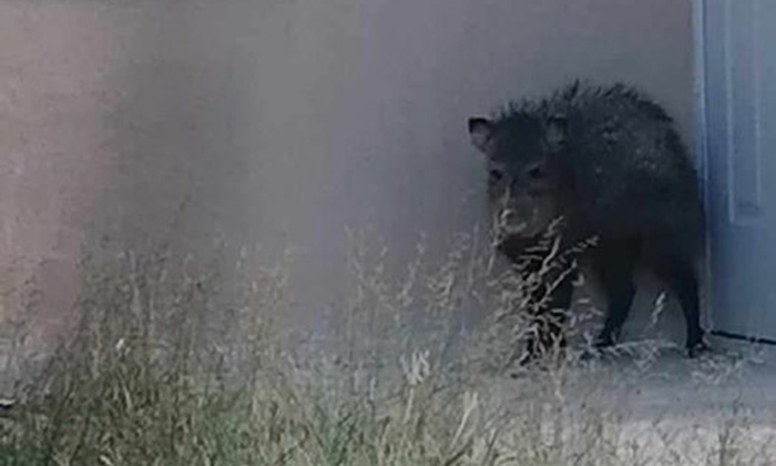 Aterroriza cochi jabalí a vecinos del sur en la colonia Quinta Esmeralda