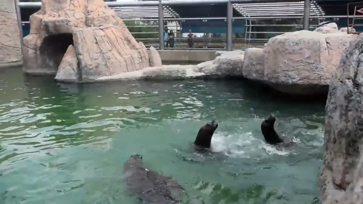 Trabajador del Zoológico de Chapultepec muere ahogado tras caer en estanque de lobos marinos