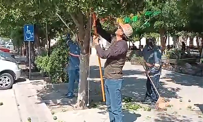 Retiran naranjas de árboles de la Plaza Zaragoza; Previo a ceremonia del Grito