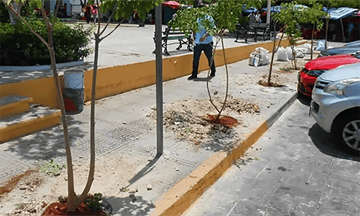 Llama a sumarse al reto Rompe el Concreto y Planta un Árbol