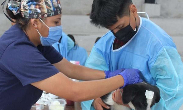 Realizarán jornada de esterilización gratuita en la Unison, el próximo miércoles