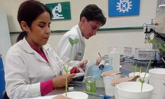 Desarrollan biofertilizante a base de algas; Estudiantes de la Universidad Tecnológica de SLRC