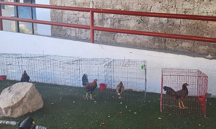 Nueva Ley empieza a afectar a criadores de aves