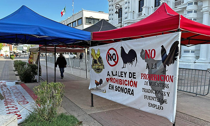 Galleros de Sonora amenazan con tomar casetas; Extienden plantón a Palacio de Gobierno