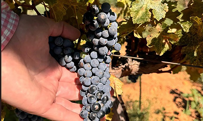 Sonora lidera producción de uva de mesa en el país