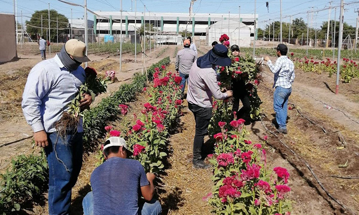 Cosecha flor tradicional del Día de Muertos alumnado de la Universidad Tecnológica de Etchojoa