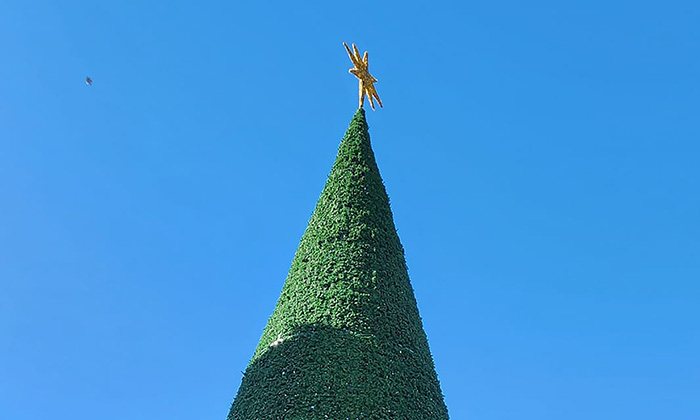 Inicia colocación de árbol navideño en la plaza Zaragoza