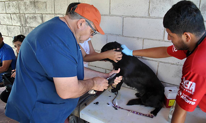 Realizarán jornada integral de atención a mascotas en el Parque Madero