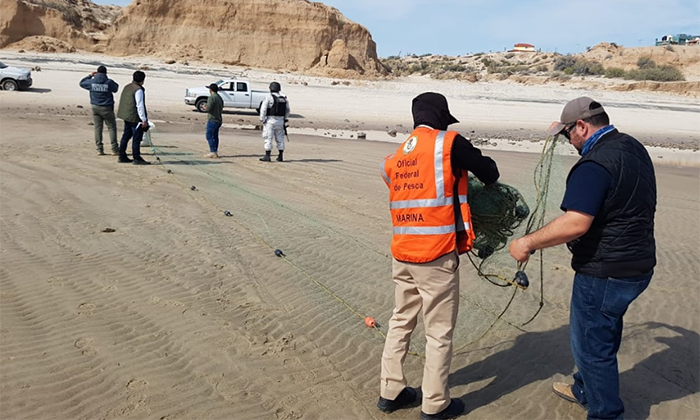 Protege Conapesca a vaquita marina y totoaba mediante el Plan de Acción establecido