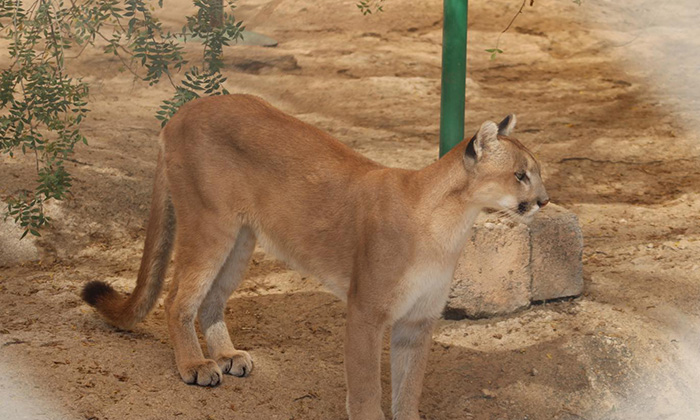 Invitan a conocer al puma “Bacanora” en el Centro Ecológico