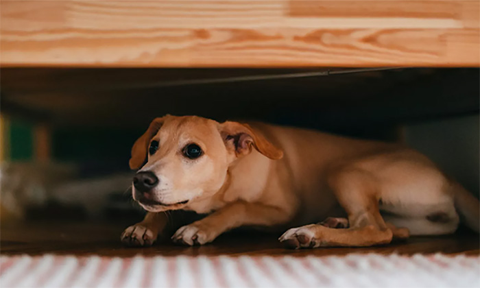 Llaman a evitar uso de pirotecnia en festejos; Ocasiona daños a mascotas