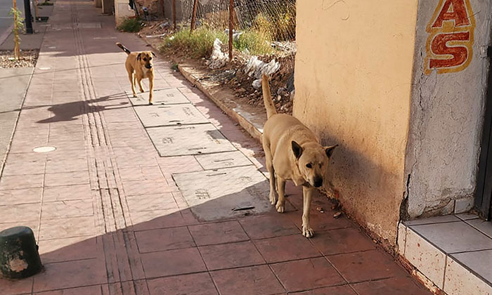 Abundan perros callejeros en el Centro de la ciudad; Son un riesgo para los menores