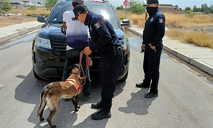 Refuerza PESP operativos con binomios caninos K-9 en distintos puntos de la entidad