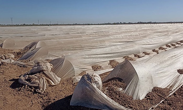 Reportan sin daños cultivos en territorio sonorense tras paso de tormenta invernal