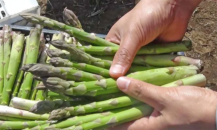 Destaca producción agrícola invernal de Sonora; Académica de la Unison