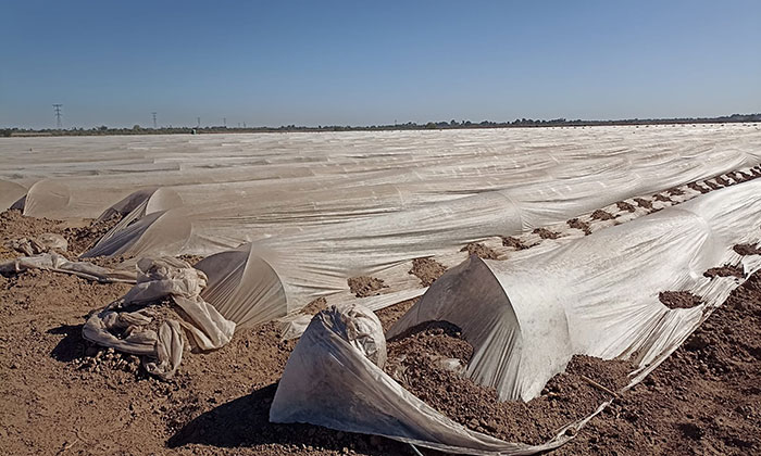 Llaman proteger ganado y cultivos por bajas temperaturas; Autoridades de Sagarhpa