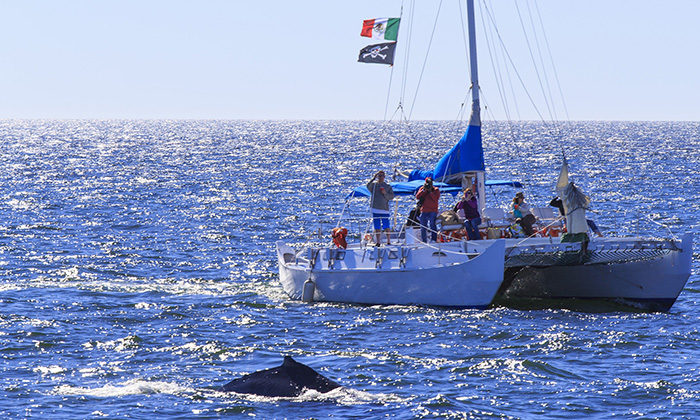 Entregan banderines para avistar ballenas en Puerto Peñasco