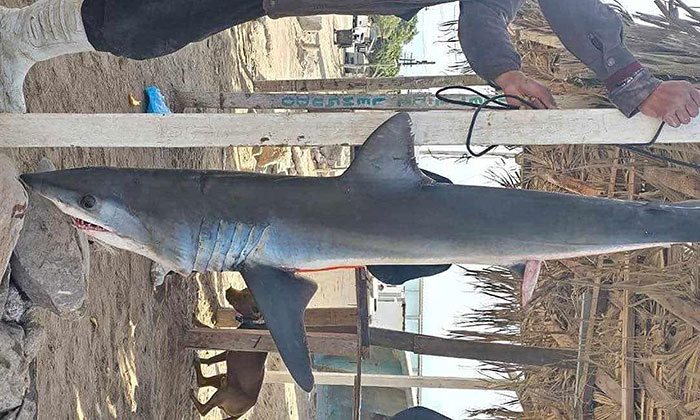 Capturan tiburón en Bahía de Kino para su comercialización