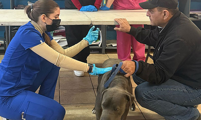 Realizan jornada de vacunación de mascotas; Atendieron 142 animales