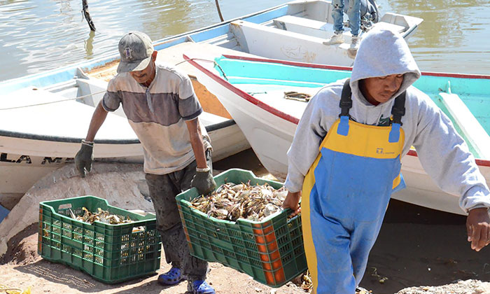 Sonora es líder en producción pesquera