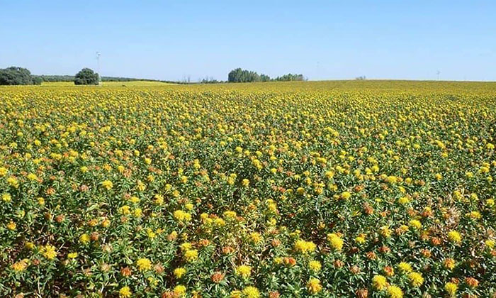Avanza 50% reconversión de cultivo en la primera etapa