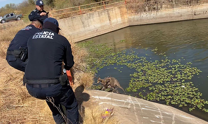 Rescatan a venado atrapado en canal de riego en Huatabampo