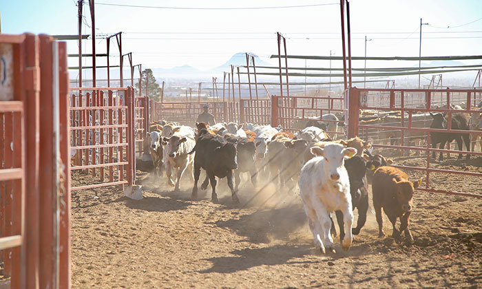 Se reactivará cruce total de ganado en Sonora a partir del 14 de febrero