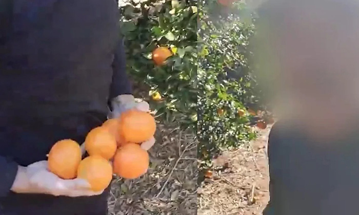 Robaban naranjas de escuela