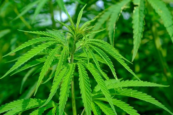 Colombia busca regular la marihuana: Petro insiste en que no debería ser ilícita.