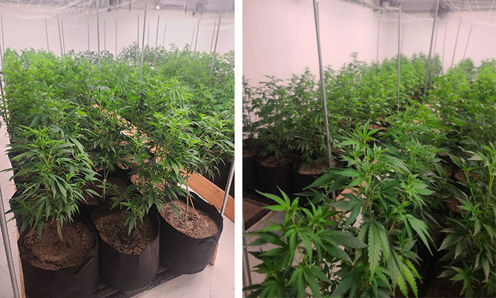 Aseguran plantío de mariguana en Punta Chueca; Elementos del Ejército Mexicano