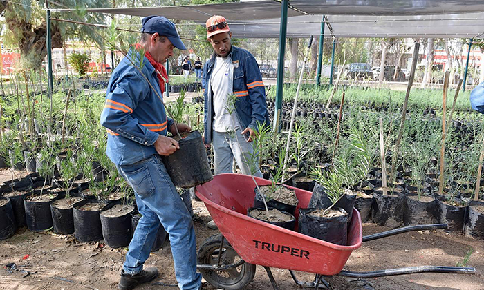 Realizará otra donación masiva de árboles nativos; Gobierno Municipal