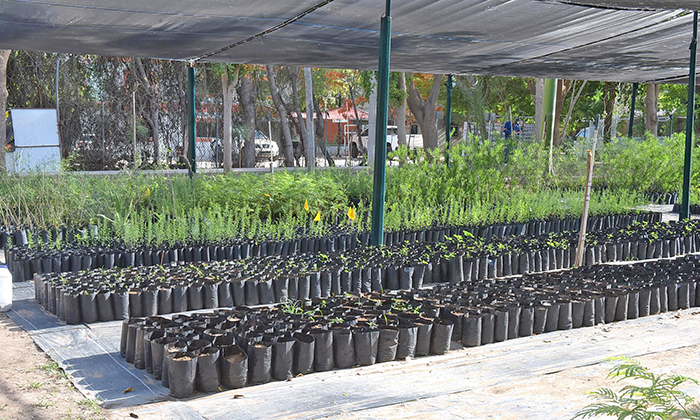 Donarán árboles nativos este viernes en el Vivero Municipal