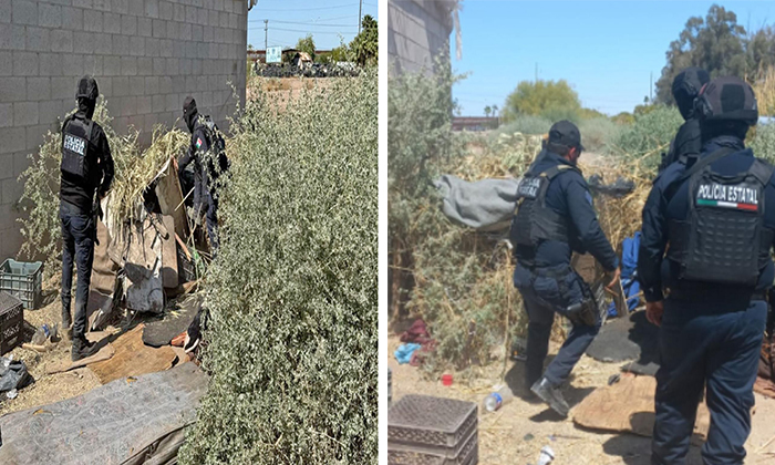 Destruyen punto de “halconeo” de delincuentes en San Luis Río Colorado