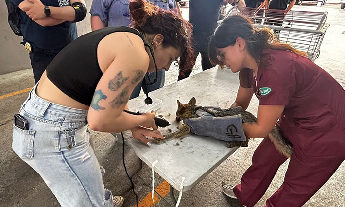 Auxilian Bomberos a zorro con golpe de calor con apoyo de médica veterinaria y Profepa