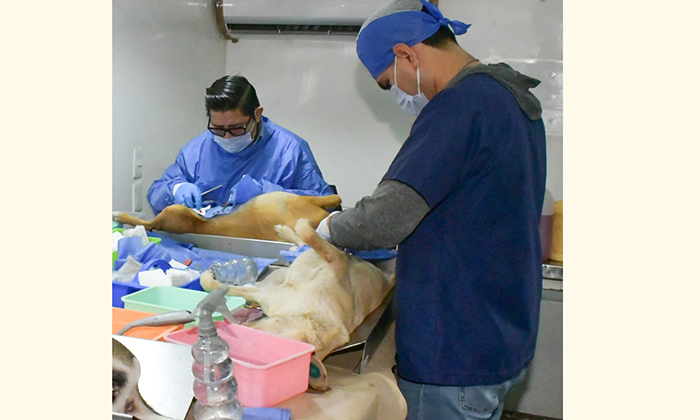 Realizarán jornada de esterilización de perros y gatos en la zona urbana y rural